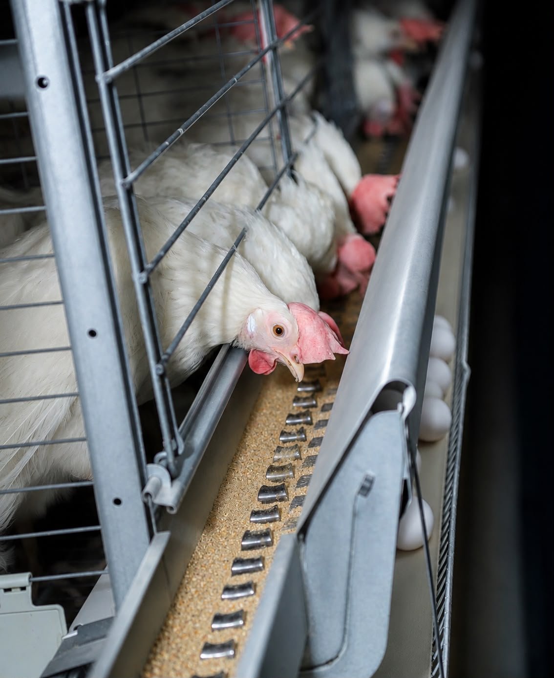 Horizon Industries poultry and egg production facility